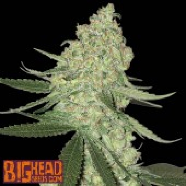 Buy Big Head Seeds Big Cheese Auto Feminised Cannabis Seeds