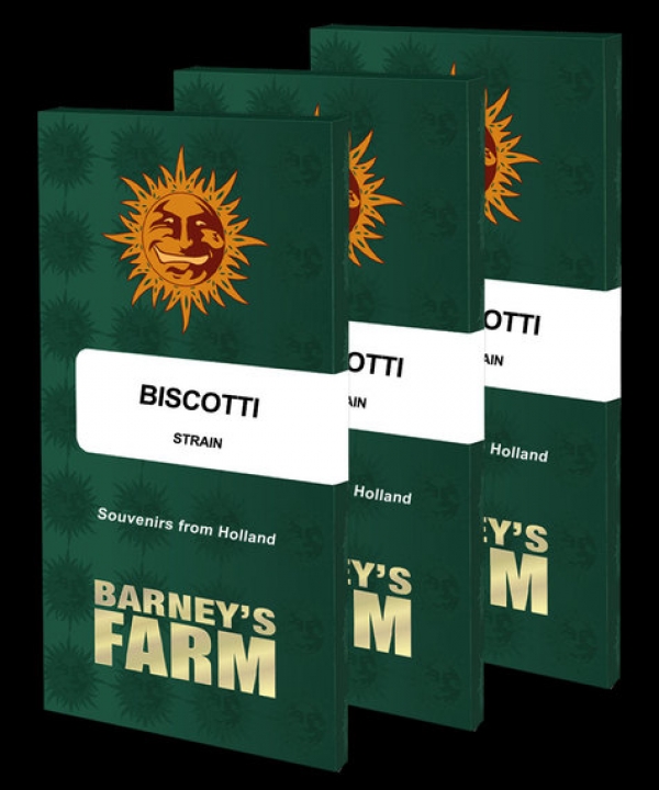 Biscotti Feminised Cannabis Seeds | Barney's Farm 