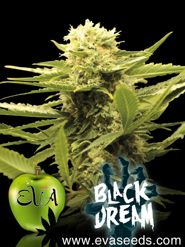 Black Dream Feminised Cannabis Seeds
