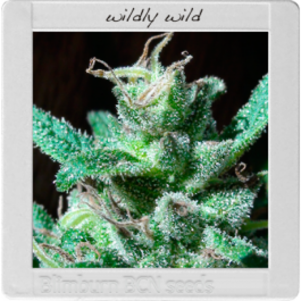 Blim Burn Seeds BCN Range - Wildly White Feminised Cannabis Seeds For Sale