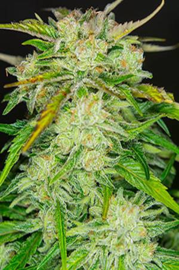 Sweet Amnesia Haze XL Auto Feminised Cannabis Seeds | Sweet Seeds