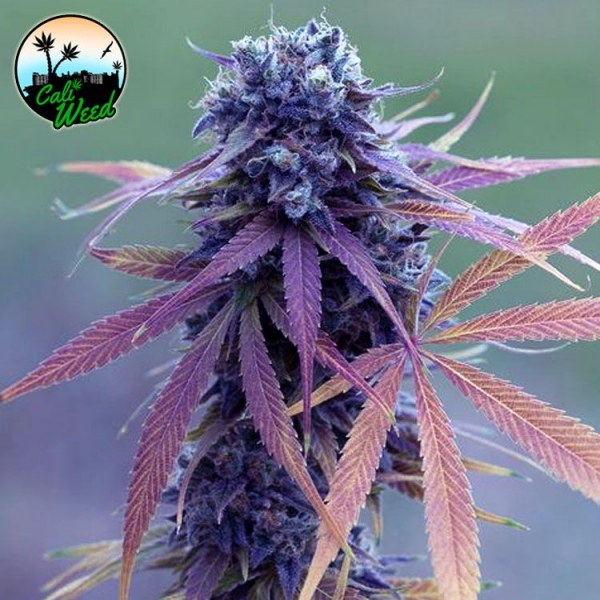 Blue Dream Auto  Feminised Cannabis Seeds - Cali Weed