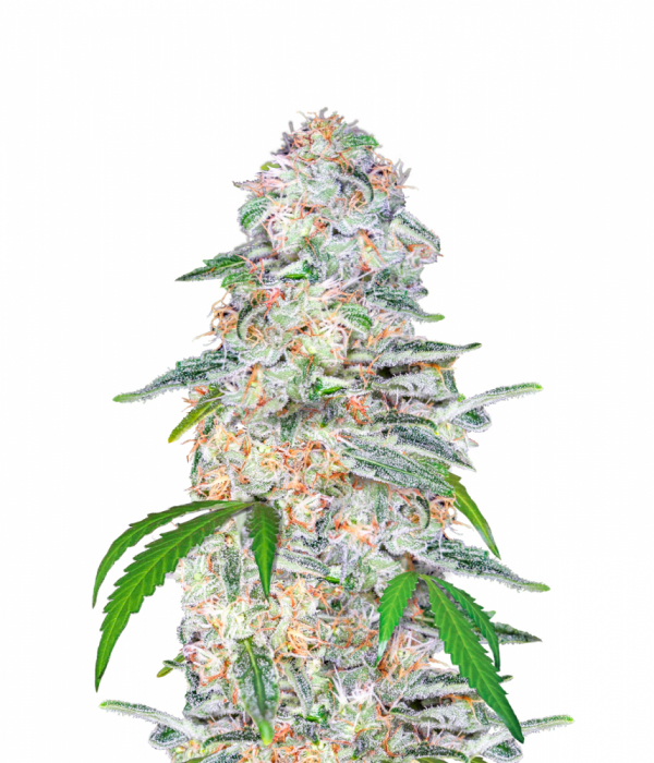 Blue Dream'matic Auto Feminised Cannabis Seeds | Fast Buds