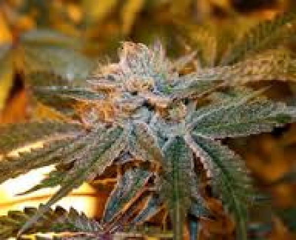 Boulder Bubblegum Feminised Cannabis Seeds | Sagarmatha Seeds