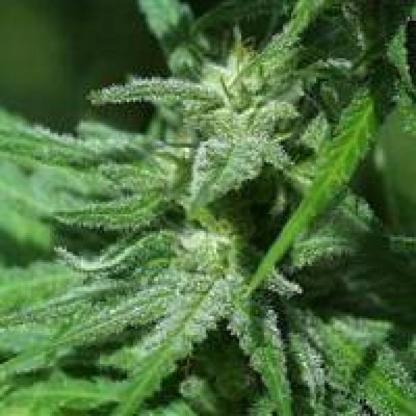Brain's Damage Regular Cannabis Seeds | KC Brains Seeds