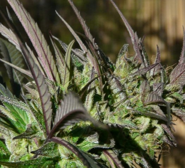 Brainstorm Haze Regular Cannabis Seeds | Delta 9 Labs