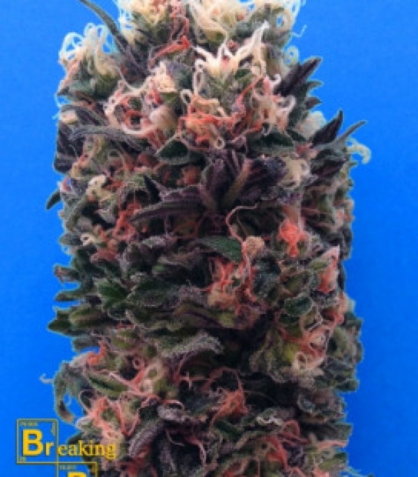 Blue Sky 99% Feminised Cannabis Seeds | Breaking Buds Seeds