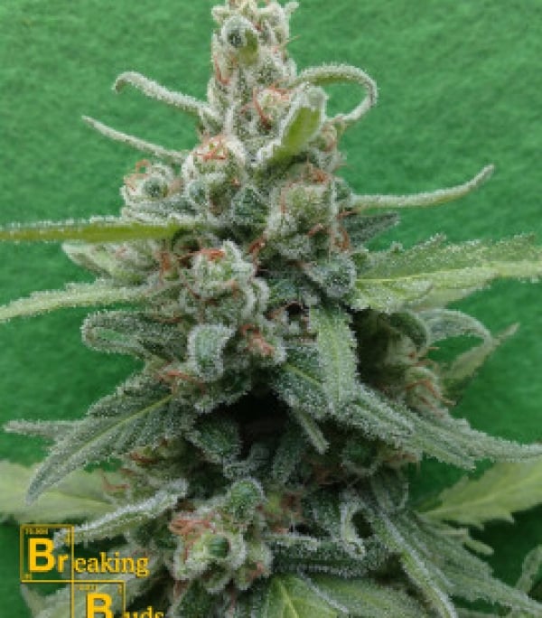 Soylent Green Auto Feminised Cannabis Seeds | Breaking Buds Seeds
