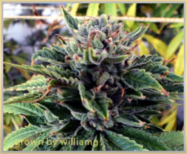 Gage Green Breakout Cannabis Seeds