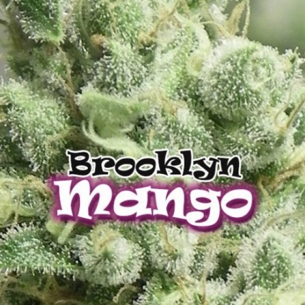 Brooklyn Mango Feminised Cannabis Seeds | Dr Underground