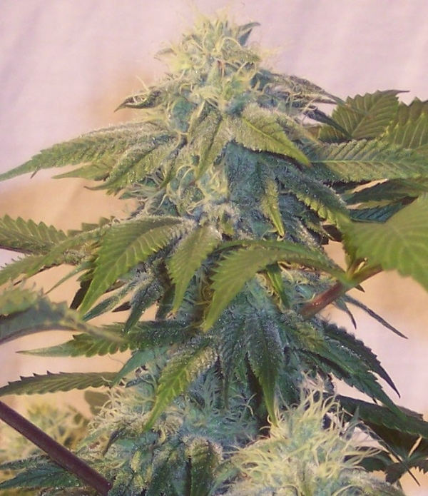 Bubba's Widow Regular Cannabis Seeds | Hazeman Seeds
