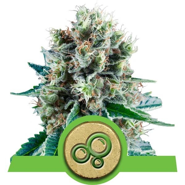 Bubble Kush Auto Feminised Cannabis Seeds | Royal Queen Seeds