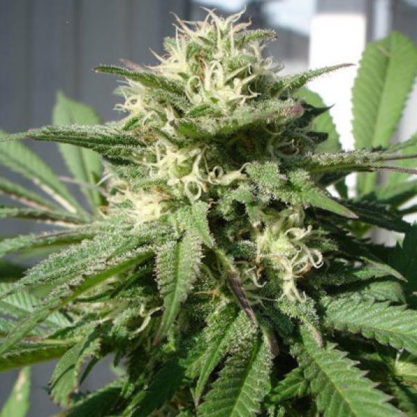 Bubble Bud Feminised Cannabis Seeds | Black Skull Seeds