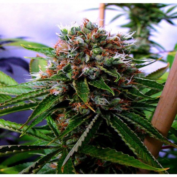 Buddha's Sister Regular Cannabis Seeds | Soma Seeds