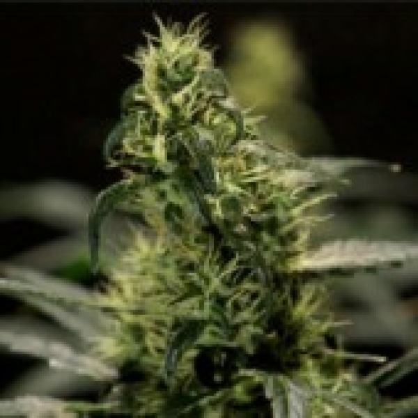 Energy Haze Feminised Cannabis Seeds | Bulldog Seeds