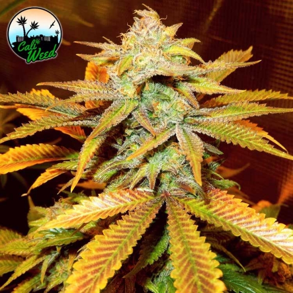 Cali Glue Feminised Cannabis Seeds - Cali Weed