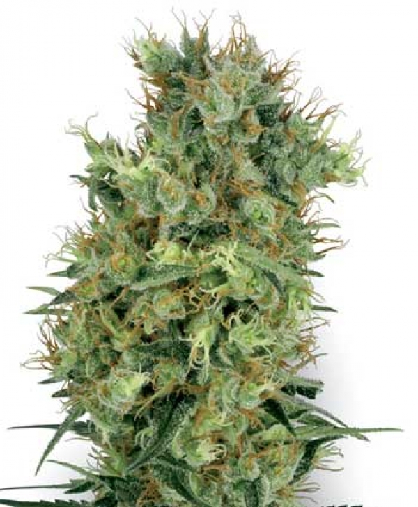 California Orange Bud Regular Cannabis Seeds | White Label Seed Company