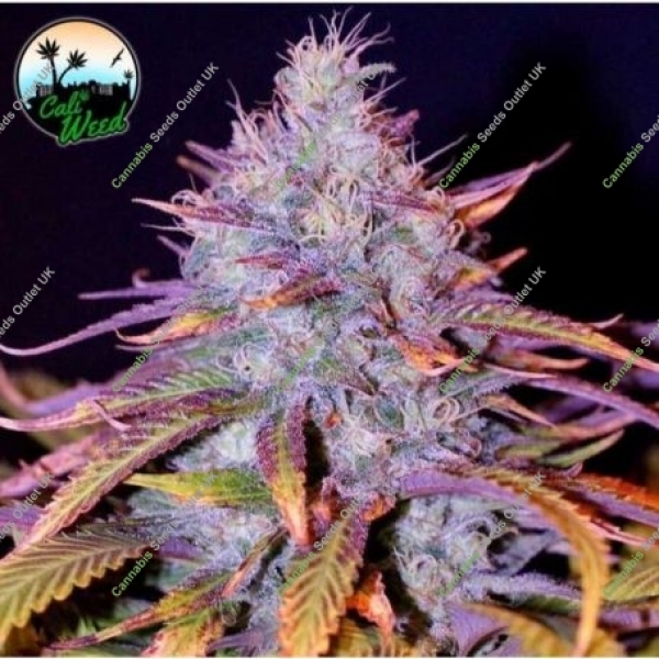 Blue Dream Feminised Cannabis Seeds - Cali Weed.