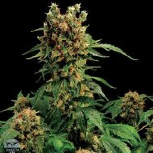 California Hash Plant Feminised Cannabis Seeds | Dinafem Seeds