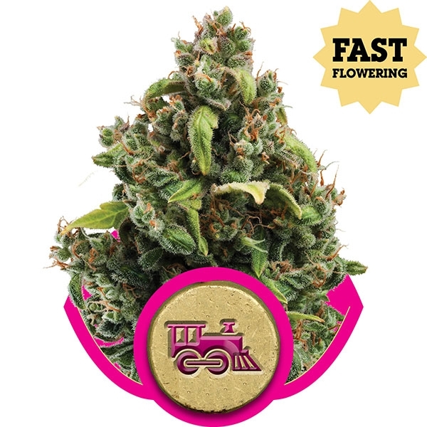 Candy Kush Express (Fast Flowering) Feminised Cannabis Seeds | Royal Queen Seeds