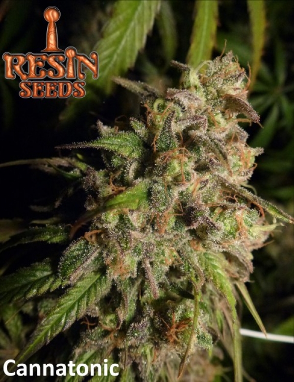 Cannatonic Feminised Cannabis Seeds | Resin Seeds