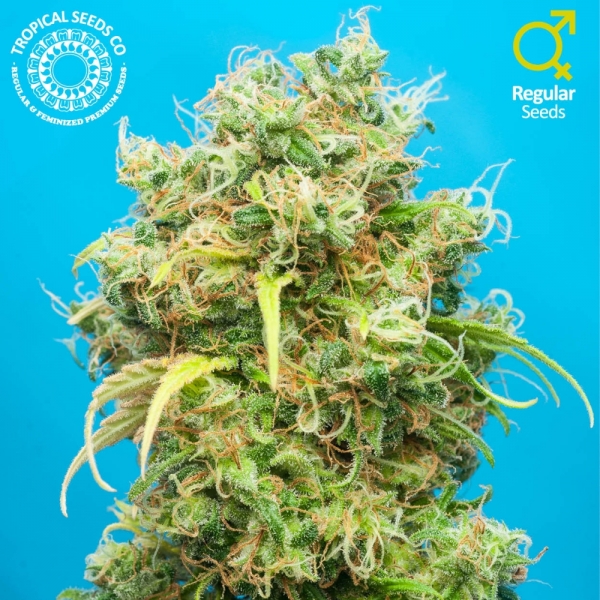 Ciskei Regular Cannabis Seeds | Tropical Seeds