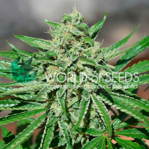 CBD Tonic Feminised Cannabis Seeds | World of Seeds