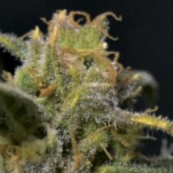 Auto Northern Feminised Cannabis Seeds | CBD Seeds Auto Flowering Line