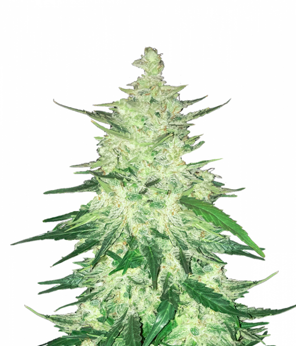 CBD 1:1 Auto Feminised Cannabis Seeds | Fast Buds