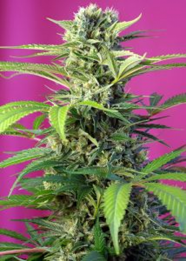 Chem Beyond Diesel CBD Feminised Cannabis Seeds | Sweet Seeds
