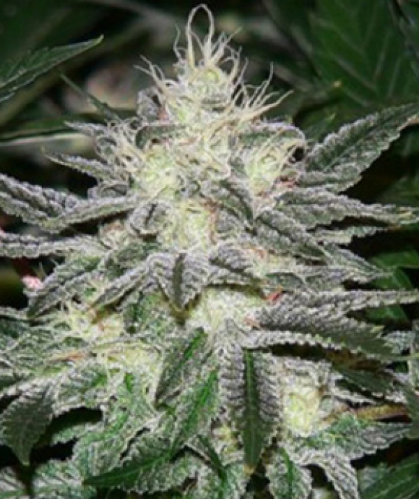 Chem Dawg Regular Cannabis Seeds | Apothecary Genetics Seeds