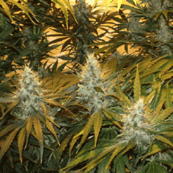Chunky Skunk Feminised Cannabis Seeds (Formally Known As Chunky Cheese) | Sagarmatha Seeds