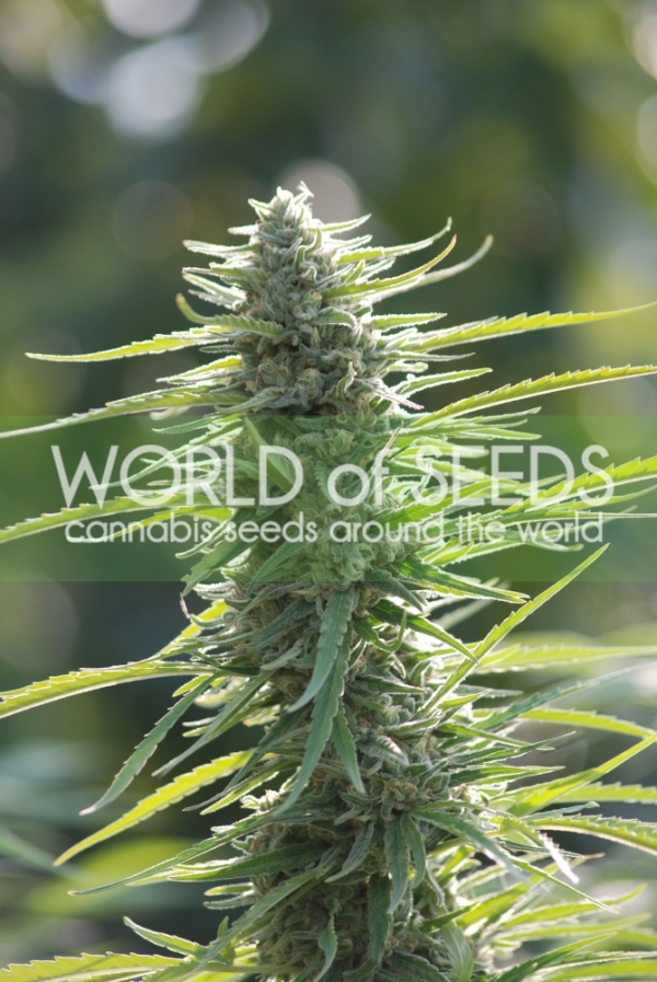 Columbian Gold Feminised Cannabis Seeds | World of Seeds