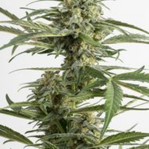 Critical Cheese Autoflowering Feminised Cannabis Seeds | Dinafem Seeds