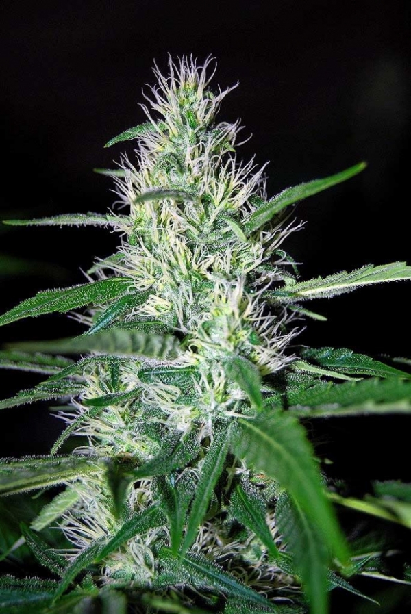 Critical Widow Regular Cannabis Seeds | Mr Nice Seeds