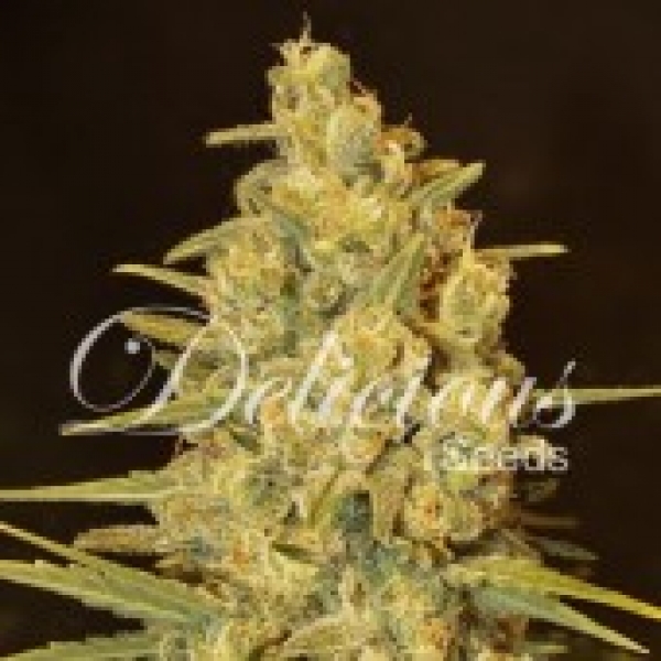 Critical Sensi Star Feminised Cannabis Seeds | Delicious Seeds