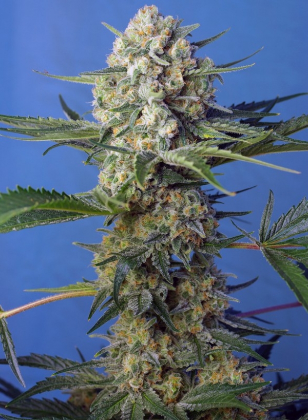 Crystal Candy Fast Version | Sweet Seeds
