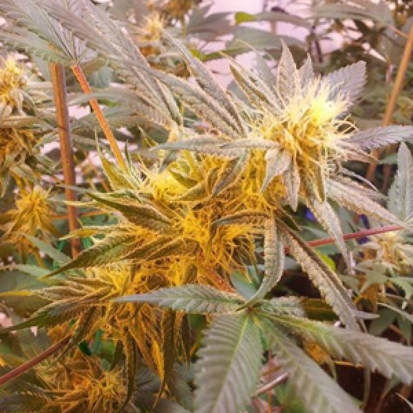 Danky Doodle Regular Cannabis Seeds | KC Brains Seeds