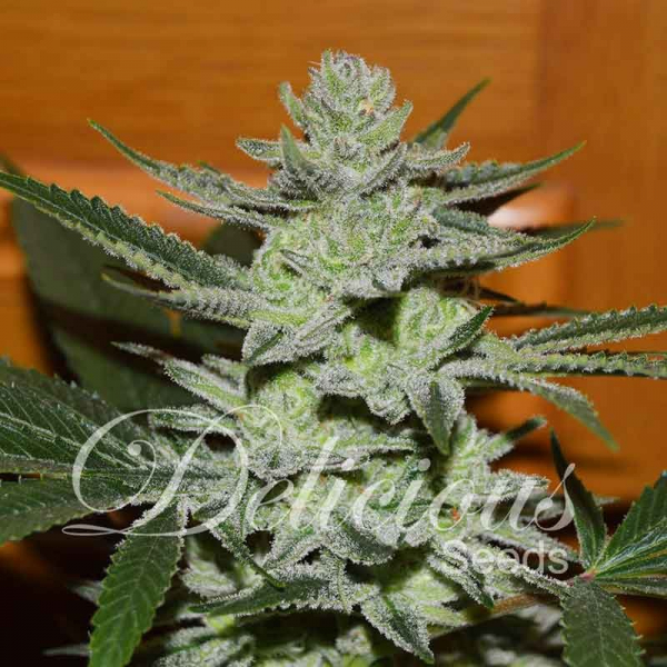 Unknown Kush Regular Cannabis Seeds | Delicious Seeds
