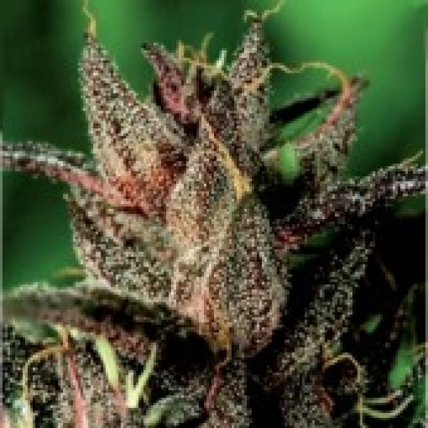  Lady Purple Feminised Cannabis Seeds