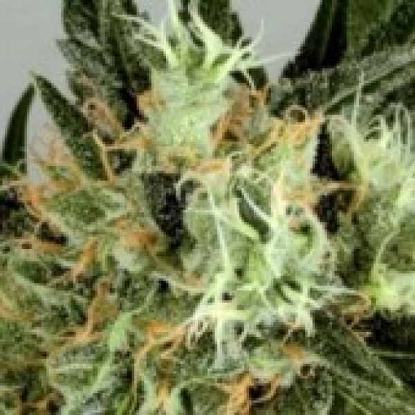  Shaman's High Regular Cannabis Seeds