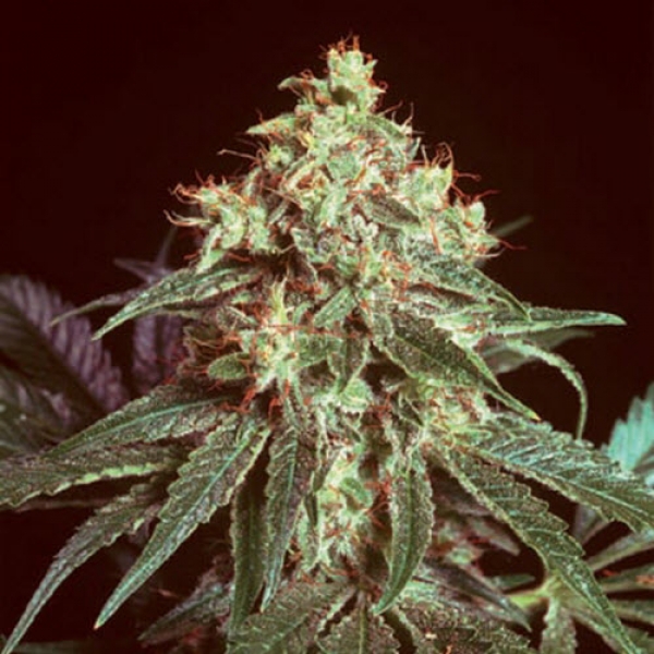 Devil Regular Cannabis Seeds | Mr Nice Seeds