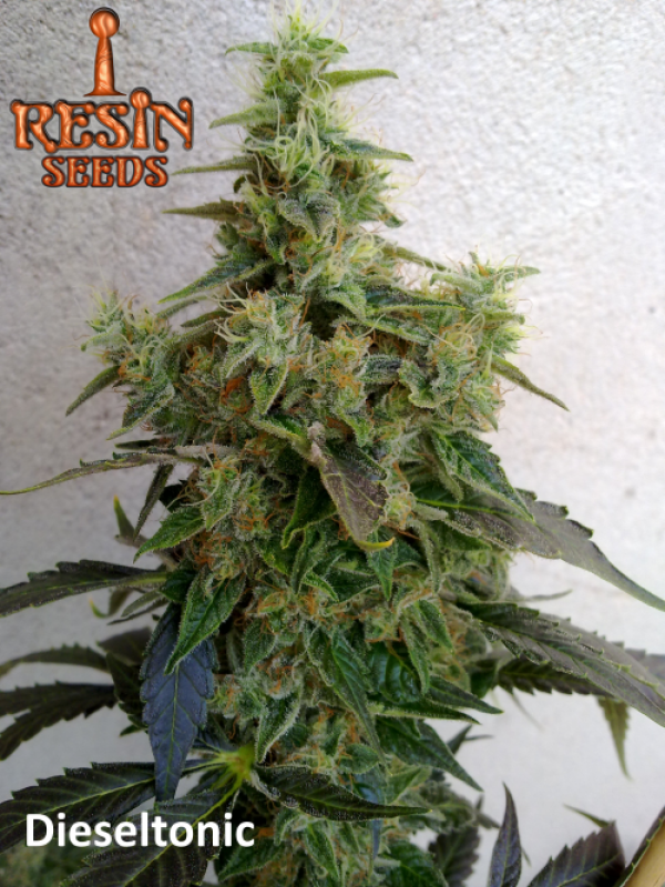 Dieseltonic Feminised Cannabis Seeds | Resin Seeds