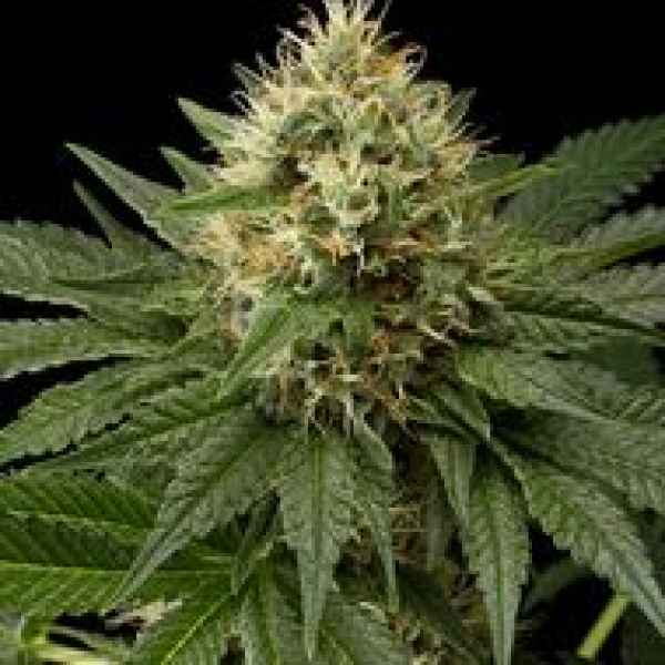 Dinachem Feminised Cannabis Seeds | Dinafem Seeds