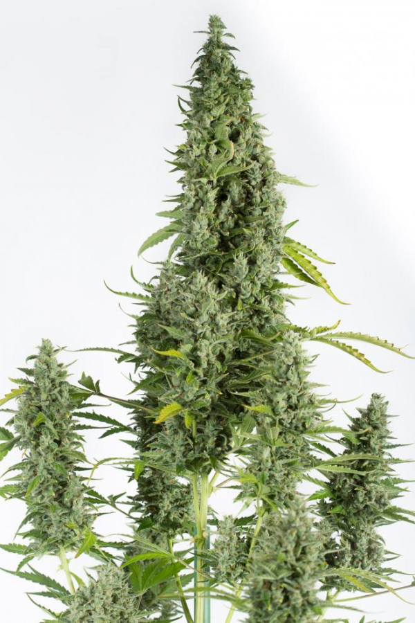 Cheese Autoflowering Feminised Cannabis Seeds | Dinafem Seeds