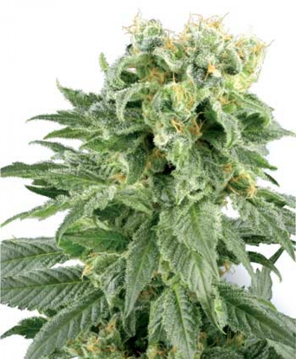 Double Gum Regular Cannabis Seeds | White Label Seed Company