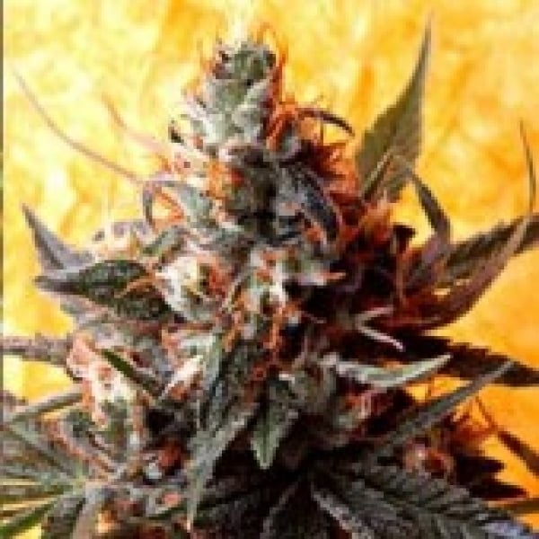 Double Kush Regular Cannabis Seeds | Delta 9 Labs