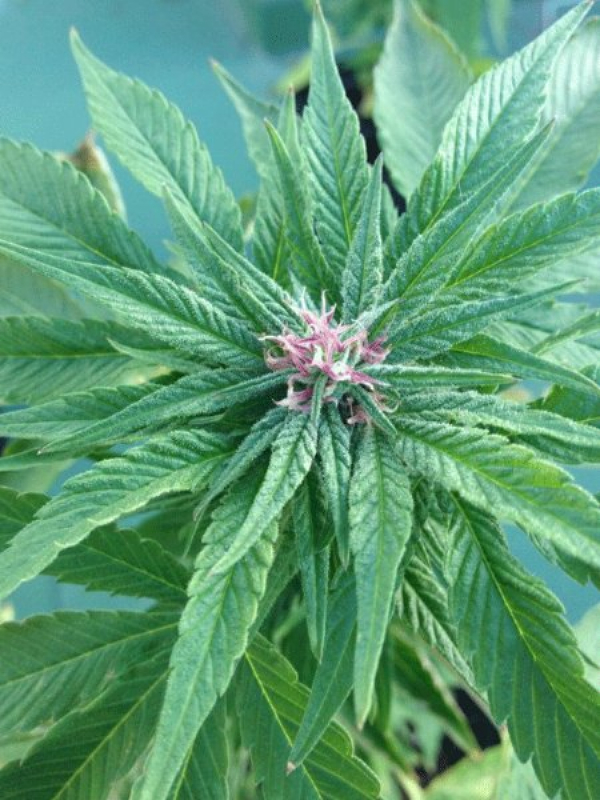 Pink Kush Feminised Cannabis Seeds | Dr Underground