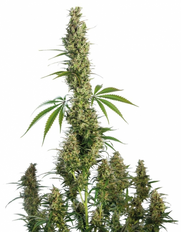 Eagle Bill Regular Cannabis Seeds | Sensi Seeds