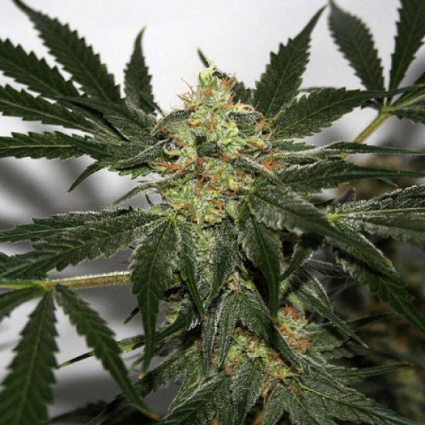 Early Queen x Afghan Haze Regular Cannabis Seeds | Mr Nice Seeds